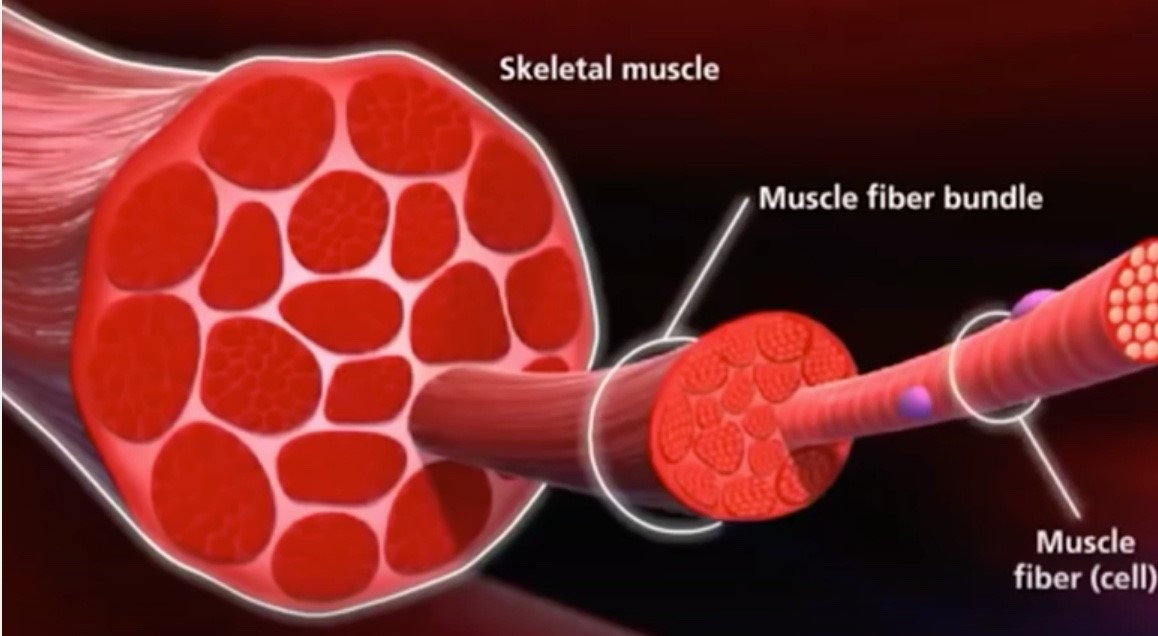 muscle fibers are arranged in bundles called